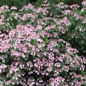 Hydrangea macrophylla 'Hornli'